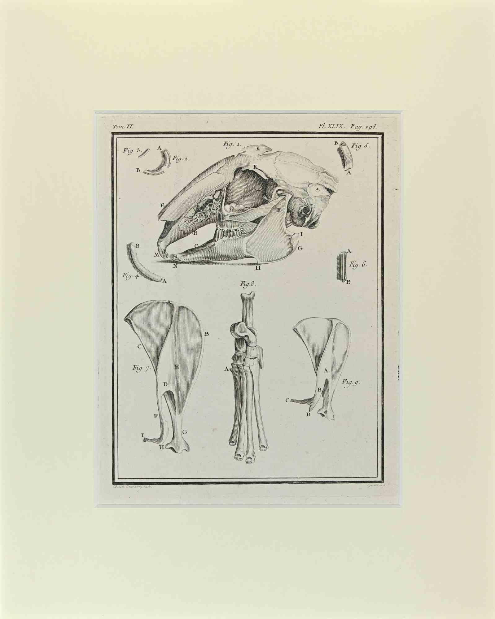 Rabbit Skeleton is an artwork realized  by  Buvée l'Américain in 1771.  

Etching B./W. print  on ivory paper. Signed on  plate on the lower left margin.

The work is glued on cardboard. Total dimensions: 35x28 cm.

The artwork belongs to the suite