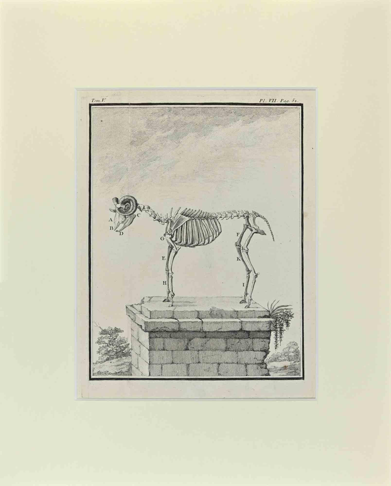 Sheep Skeleton is an artwork realized  by  Buvée l'Américain in 1771.  

Etching B./W. print  on ivory paper. Signed on  plate on the lower left margin.

The work is glued on cardboard. Total dimensions: 35x28 cm.

The artwork belongs to the suite