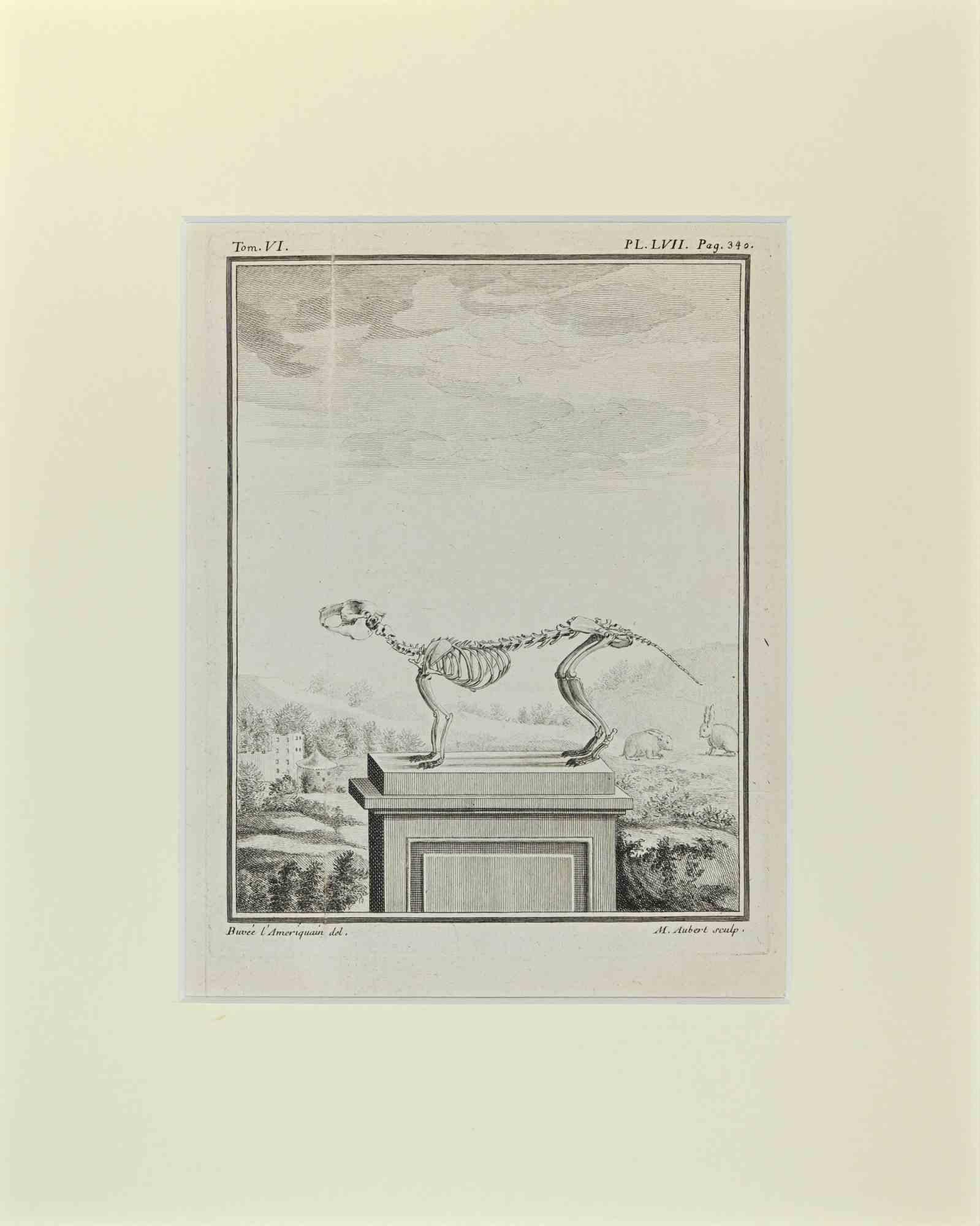 Squelette Quadrupède est une œuvre d'art réalisée par Buvée l'Américain en 1771.  

Gravure à l'eau-forte B./W. sur papier ivoire. Signé sur la plaque dans la marge inférieure gauche.

L'œuvre est collée sur du carton. Dimensions totales : 35x28