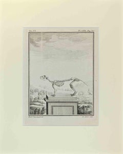 Antique Skeleton Quadrupedes - Etching by Buvée l'Américain - 1771
