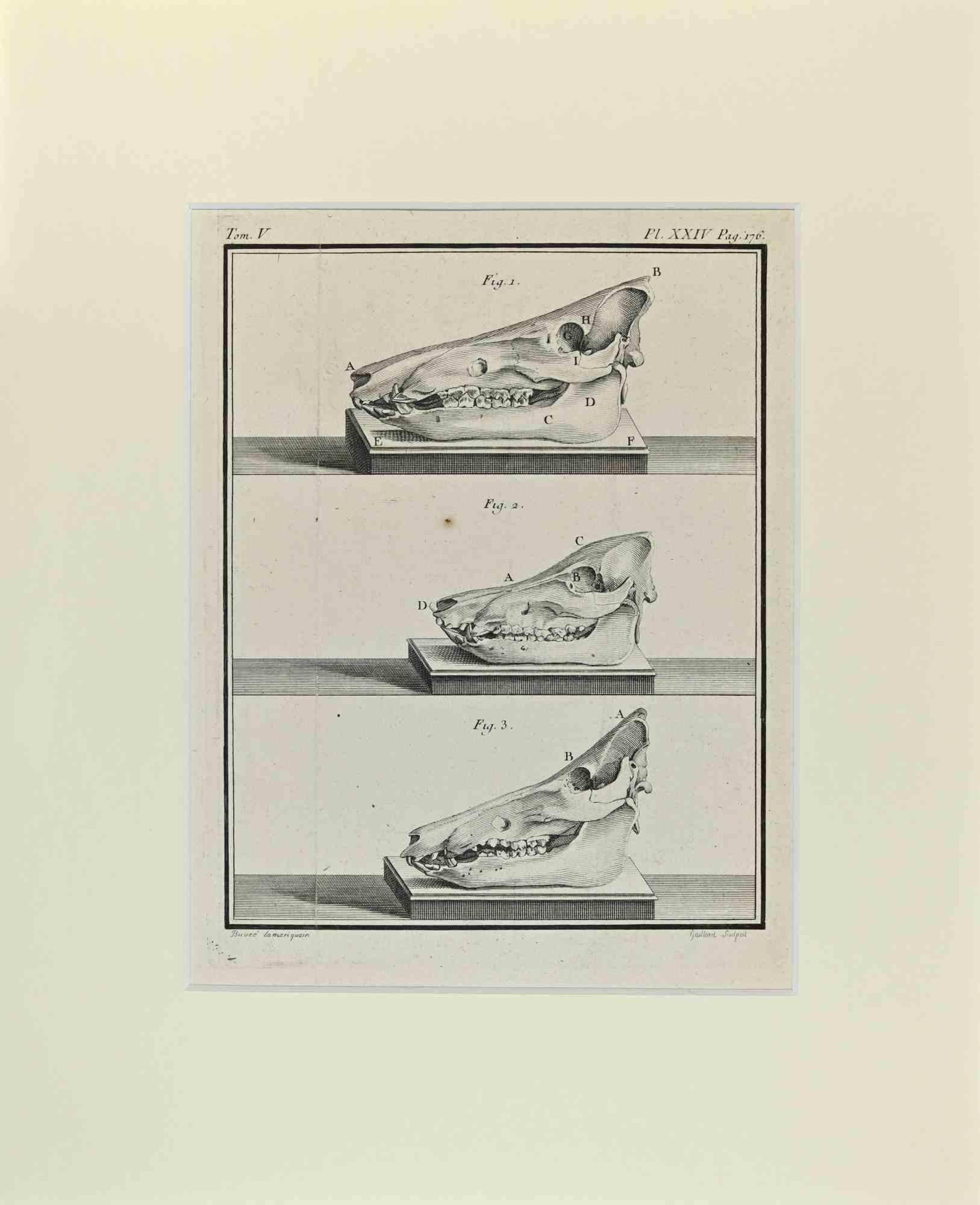 Le Buffle est une œuvre d'art réalisée par Buvée l'Américain en 1771.  

Gravure à l'eau-forte B./W. sur papier ivoire. Signé sur la plaque dans la marge inférieure gauche.

L'œuvre est collée sur du carton. Dimensions totales : 35x28 cm.

L'oeuvre