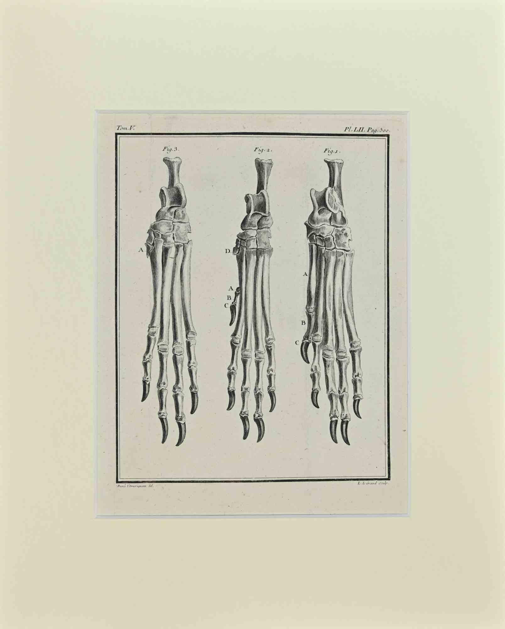 The Structure of the paw bones of animals is an artwork realized by Buvée l'Américain in 1771.  

Etching B./W. print  on ivory paper. Signed on  plate on the lower left margin.

The work is glued on cardboard. Total dimensions: 35x28 cm.

The