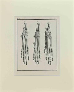 The Structure of the paw bones of animals - Etching by Buvée l'Américain - 1771