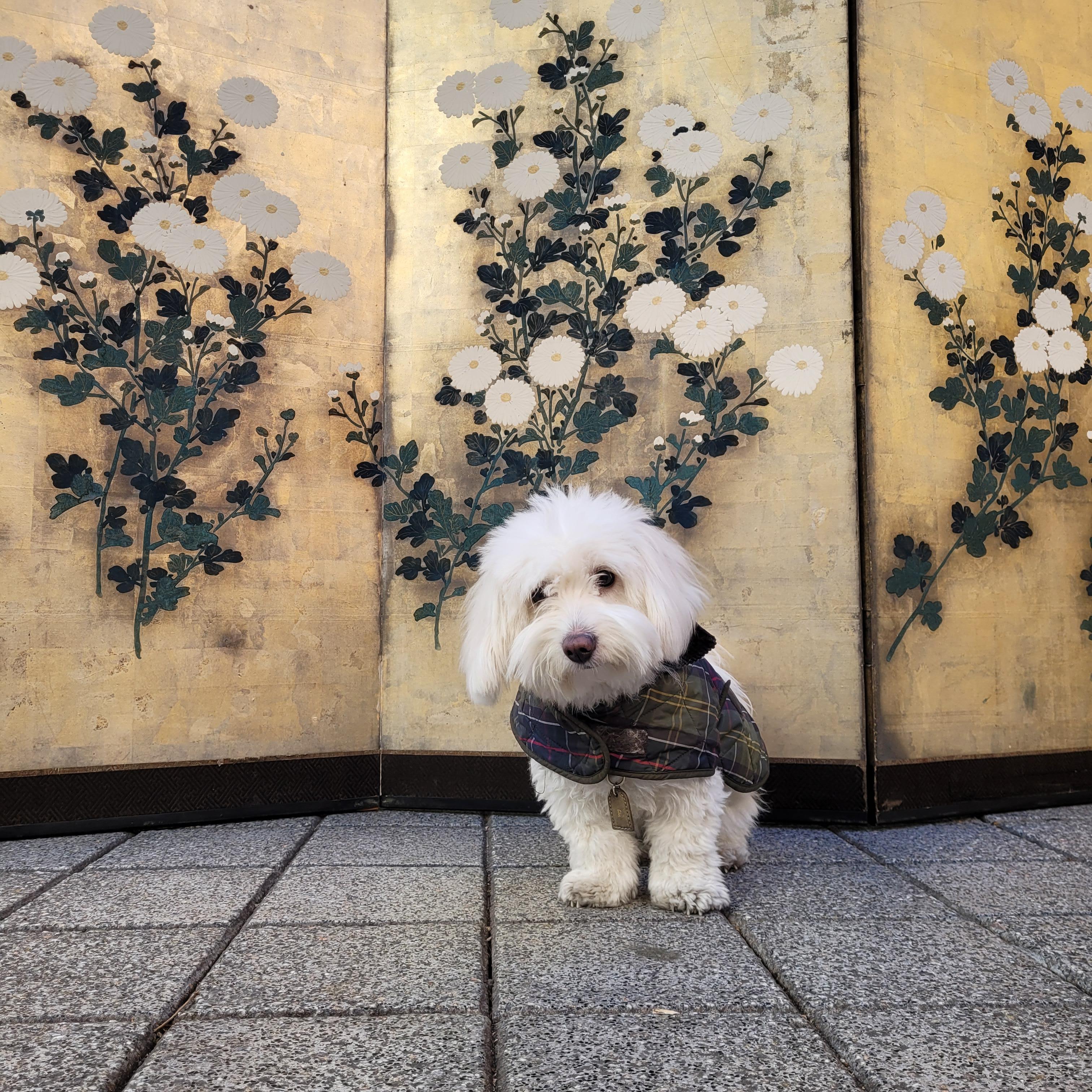 Byôbu Screen 屏風 Chrysanthemums, Rinpa School, Edo / Meiji period For Sale 8