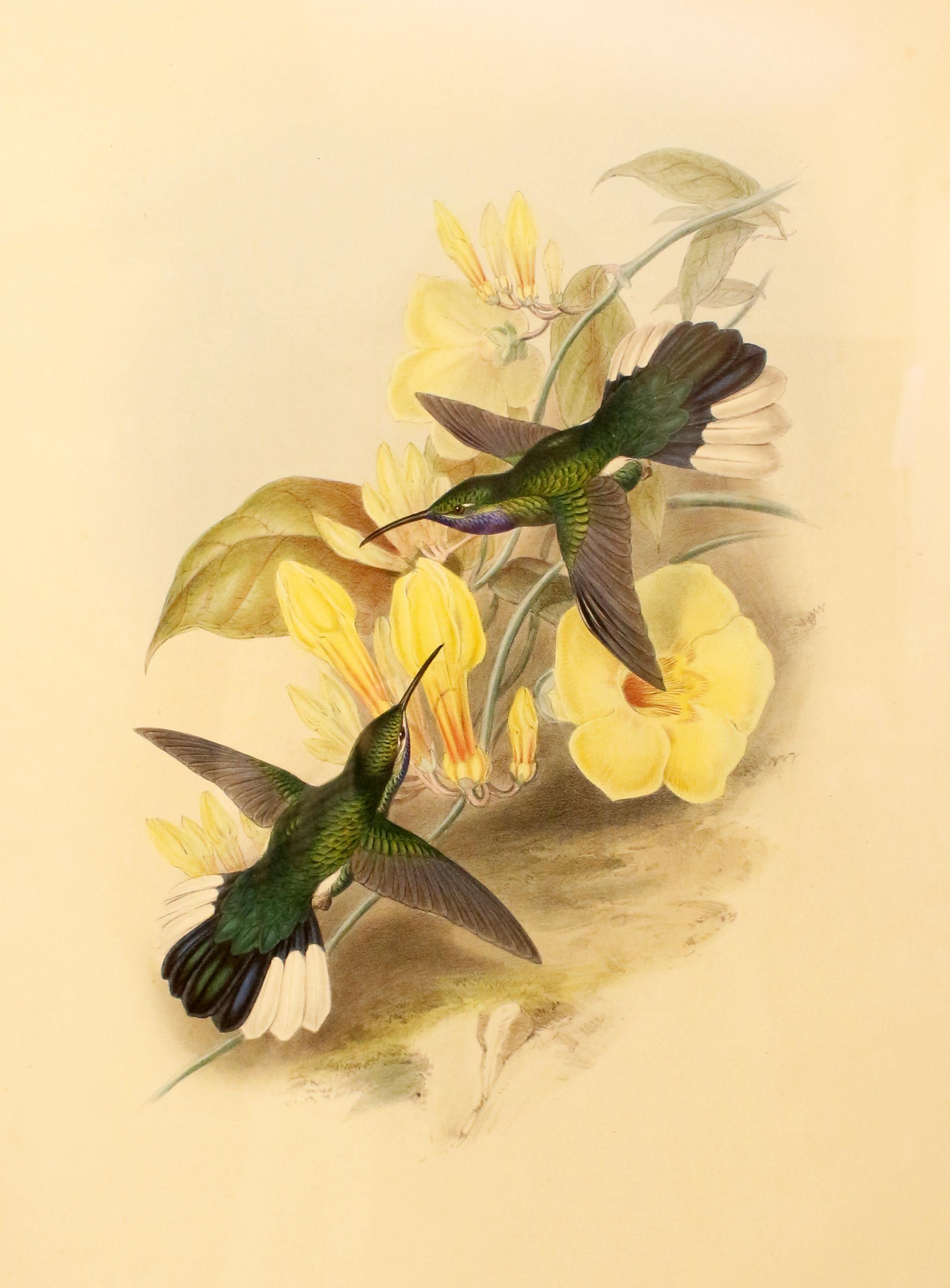 c. 1849-61 Blue-Throated Sabre-Wing Hummingbird Print by John Gould & Henry C. R In Good Condition In Chapel Hill, NC