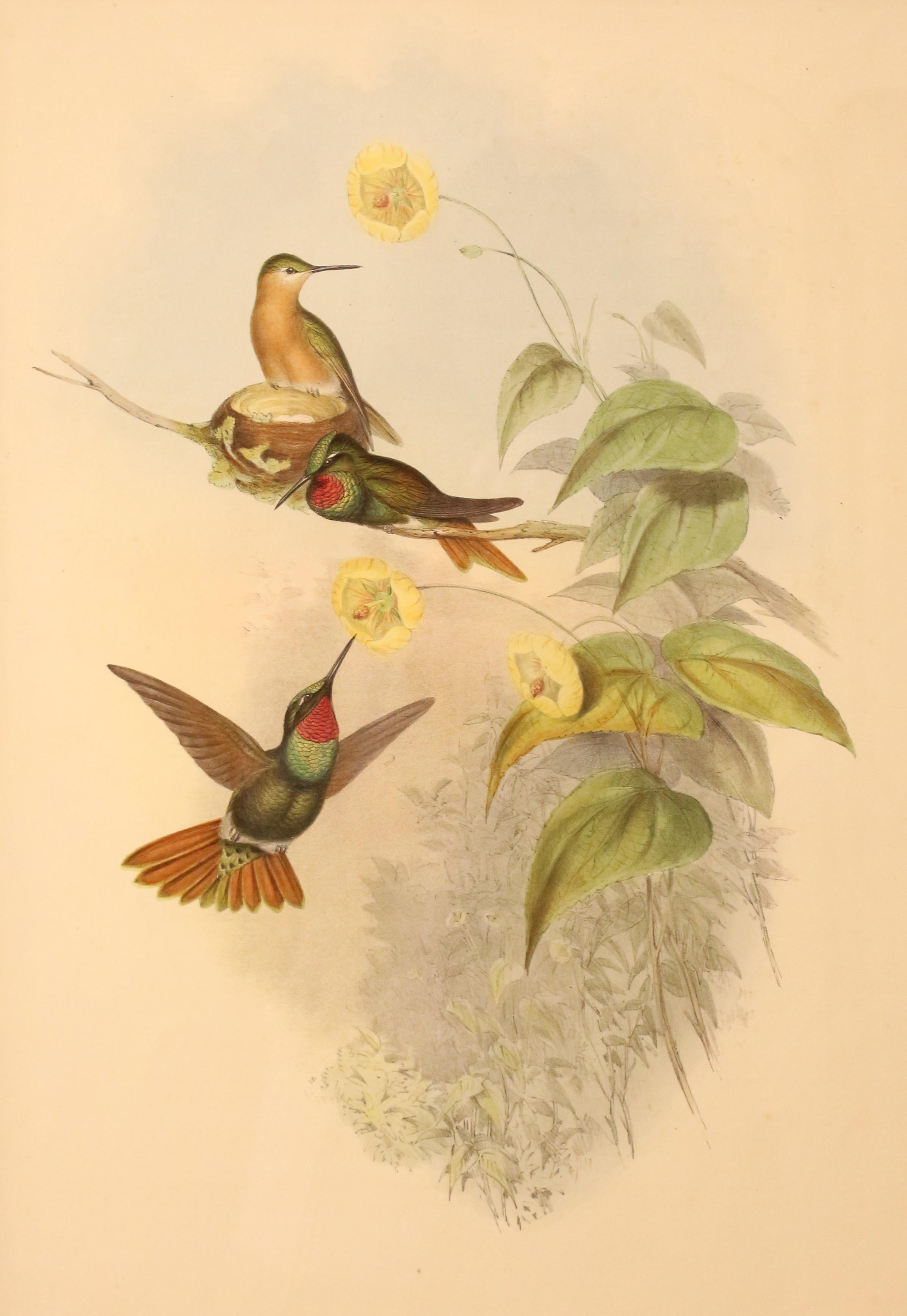 English c. 1849-61 Brazilian Ruby Hummingbird Print by John Gould & Henry C. Richter