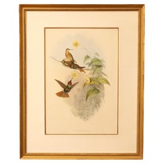 c. 1849-61 Brazilian Ruby Hummingbird Print by John Gould & Henry C. Richter