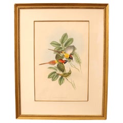 c. 1850-83 Gravure de l'oiseau-soleil à queue de feu