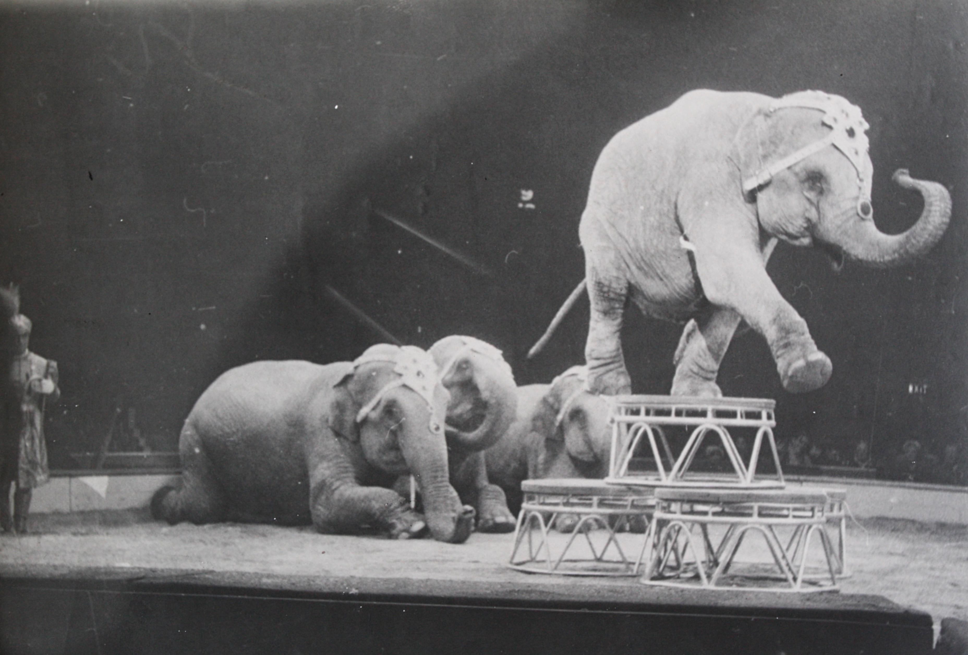 Other Circus Gelatin Silver Prints Photography in the Manner of Kurt Hutton circa 1940