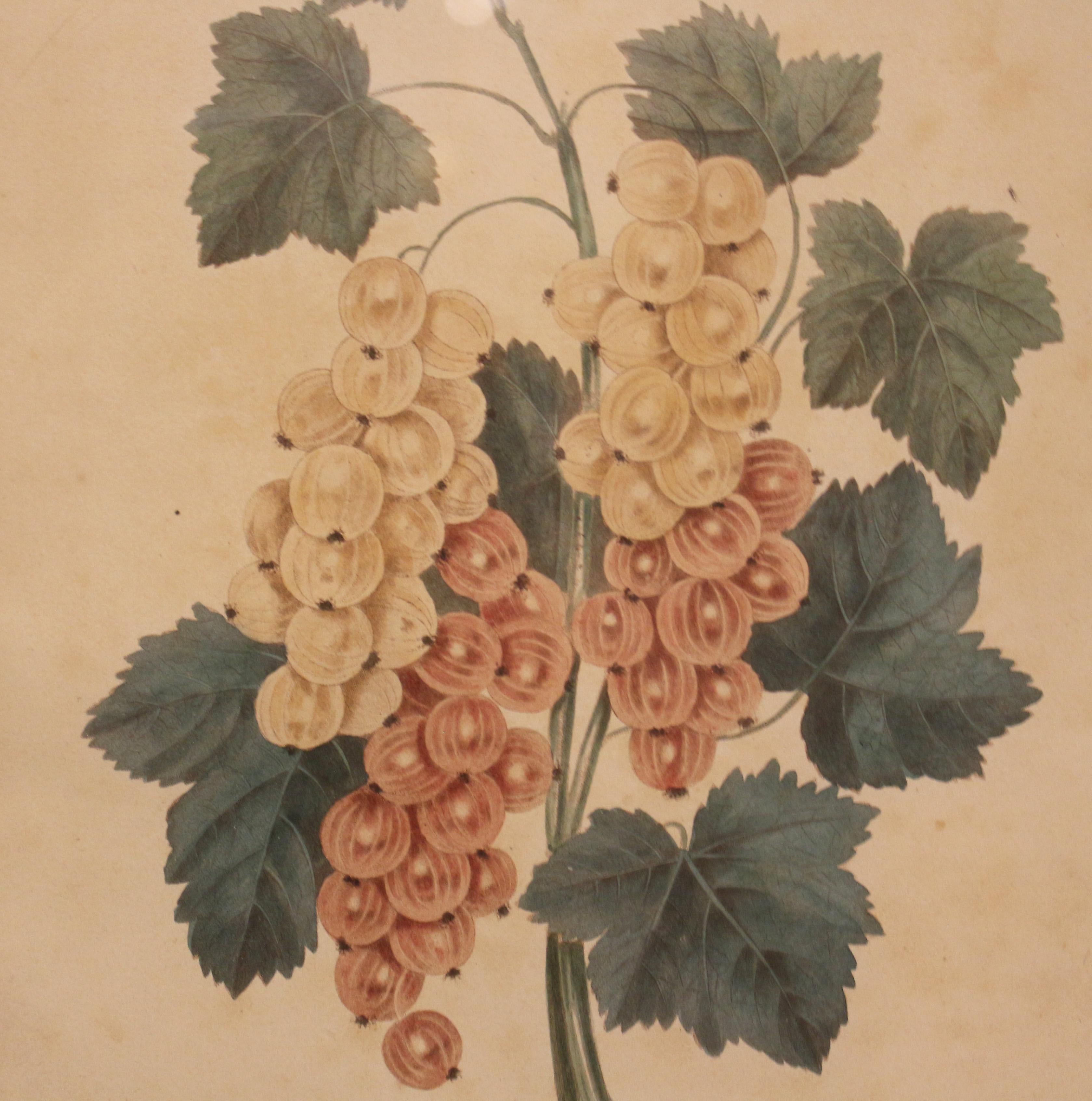 Other Mid-Late 19th Century Chromolithograph Botanical Print in Period Frame For Sale