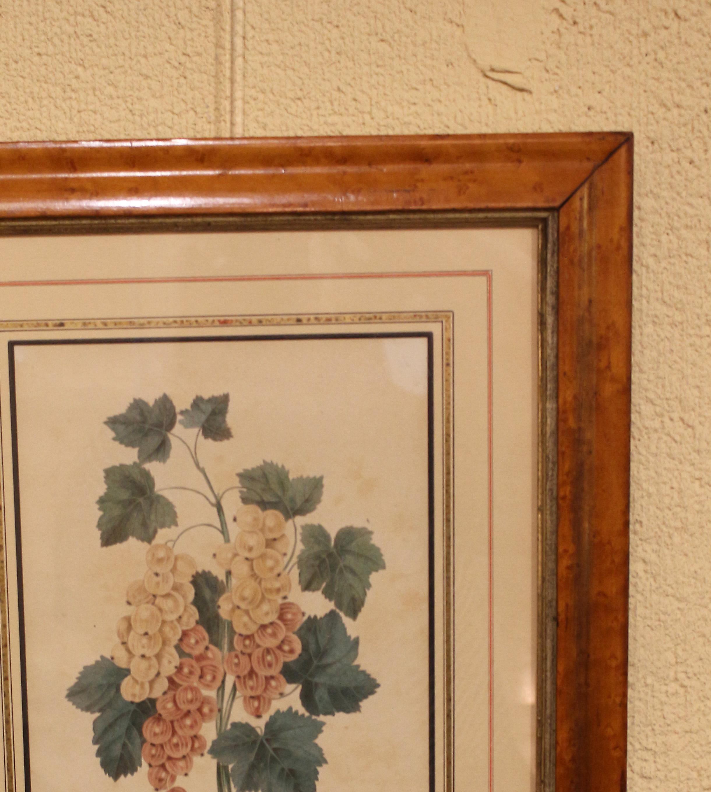 Mid-Late 19th Century Chromolithograph Botanical Print in Period Frame In Good Condition For Sale In Chapel Hill, NC