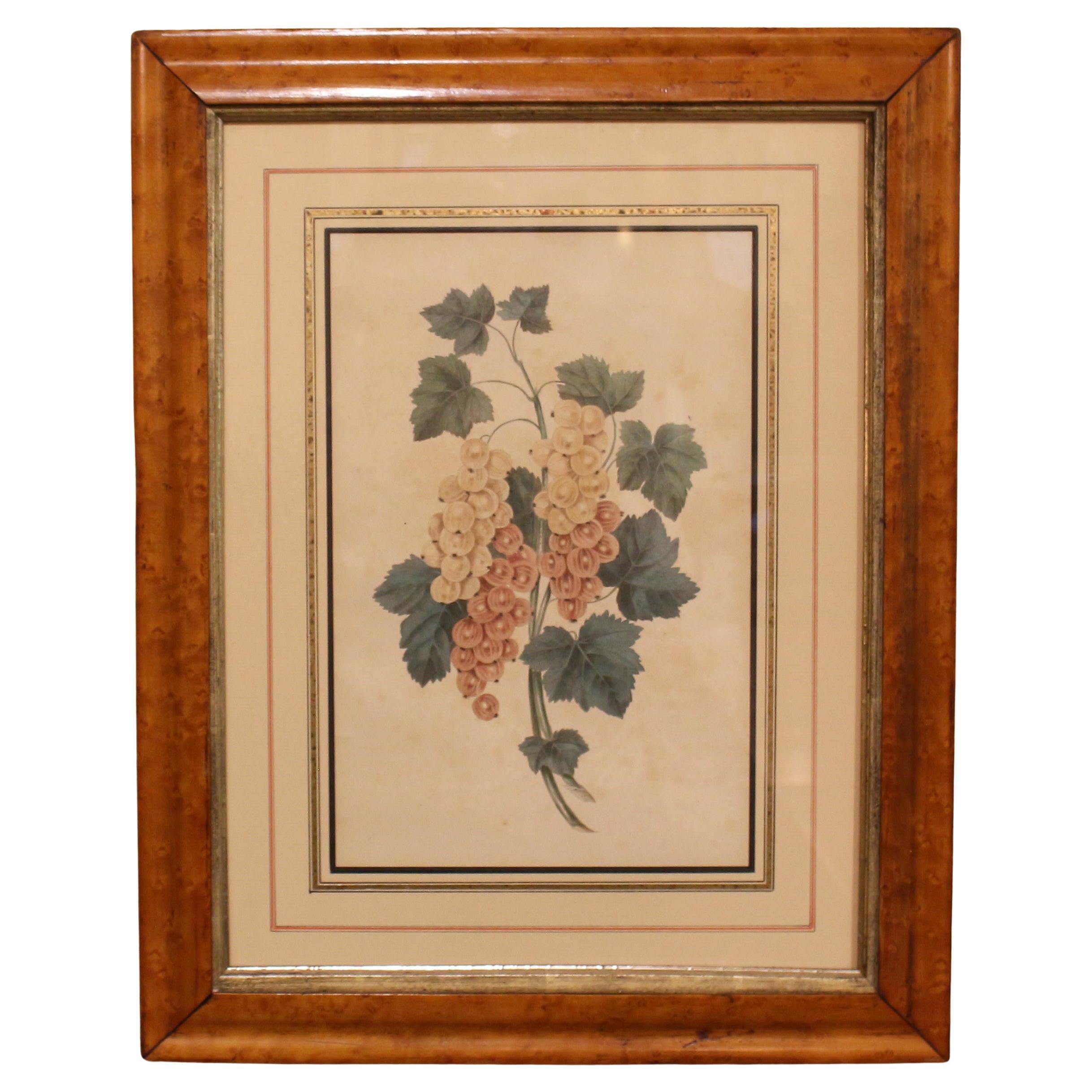 Mid-Late 19th Century Chromolithograph Botanical Print in Period Frame For Sale