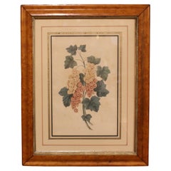 Mid-Late 19th Century Chromolithograph Botanical Print in Period Frame