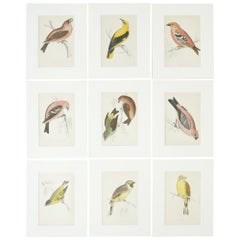 c.1895 British bird prints by Rev Morris - Colourful