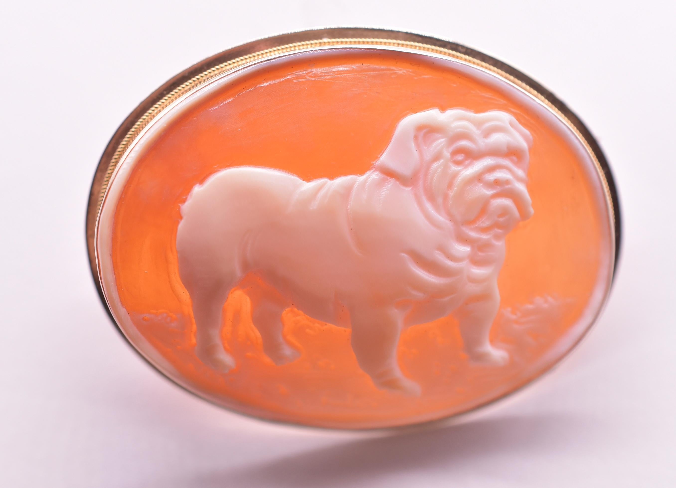 C.1970 9K Shell Cameo Brooch of Stout English Bulldog Bespoke 7