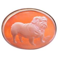 C.1970 9K Shell Cameo Brooch of Stout English Bulldog Bespoke