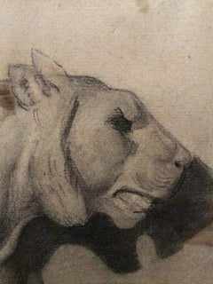 C19th Century classical drawing of a lion in a gilt frame