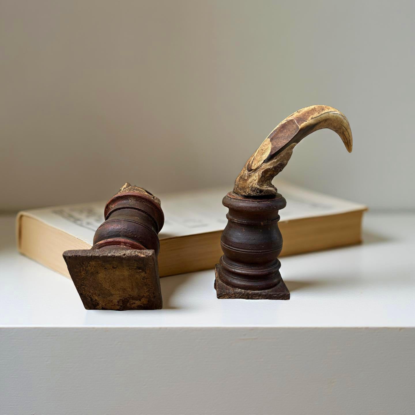 Provenant du cabinet de curiosité d'un amateur florentin, une paire de défenses de phacochère du XVIIIe siècle montées sur socle.  

L'Afrique a toujours fasciné les explorateurs de tous temps, influençant les modes et l'exotisme. Il suffit de