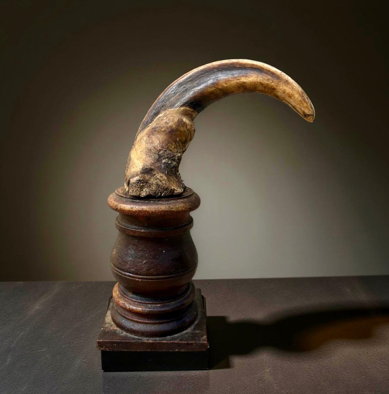 Colonial britannique Cabinet de curiosité Wunderkammer Paire de défenses de phacochères du XVIIIe siècle en vente