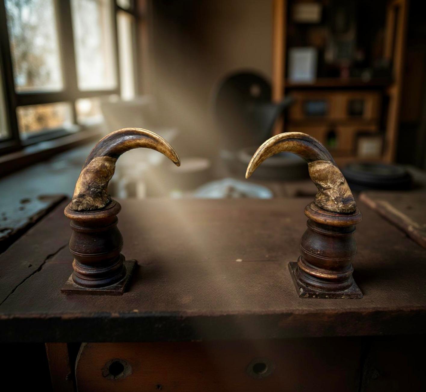 Cabinet de curiosité Wunderkammer Paire de défenses de phacochères du XVIIIe siècle Bon état - En vente à Pistoia, IT