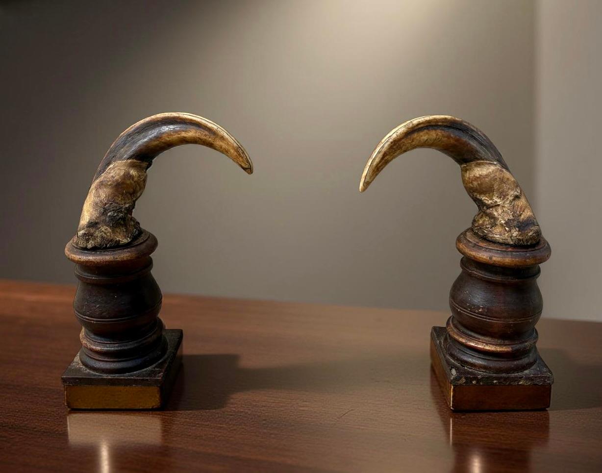18th Century and Earlier Cabinet de curiosité Wunderkammer Paire de défenses de phacochères du XVIIIe siècle en vente
