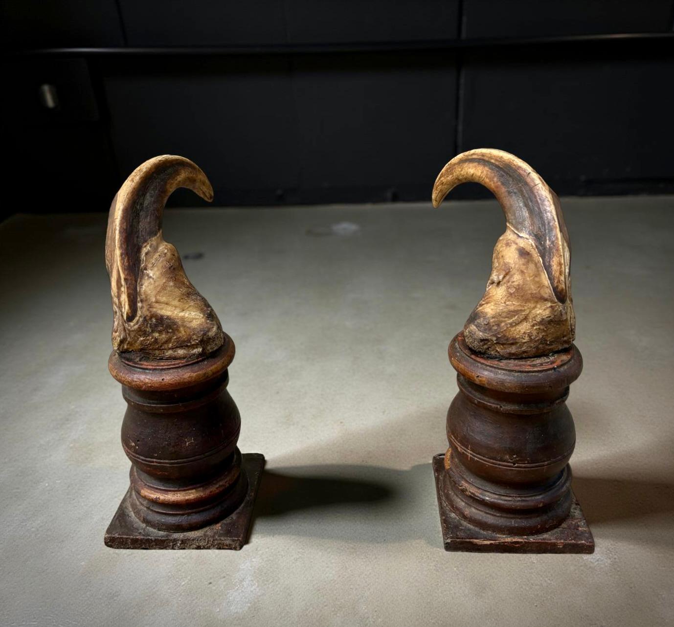 Cabinet de curiosité Wunderkammer Paire de défenses de phacochères du XVIIIe siècle en vente 1