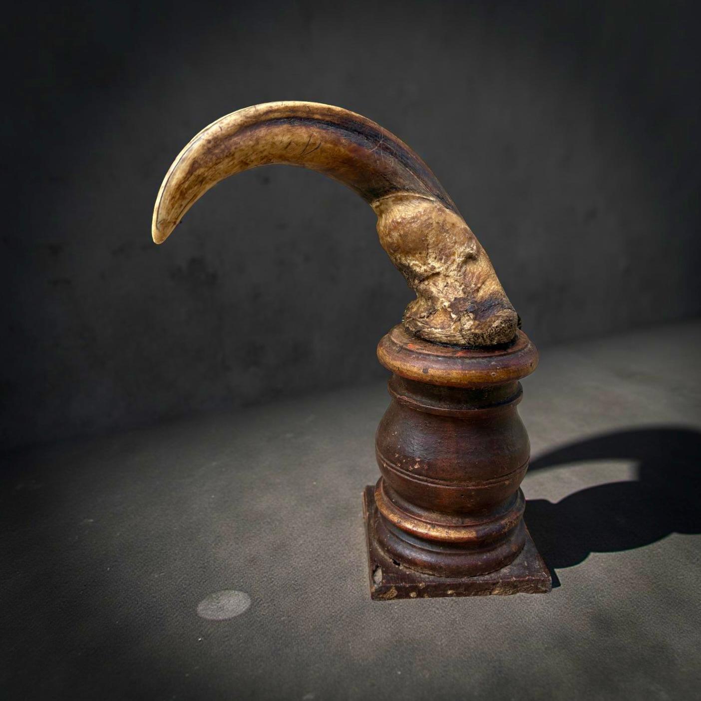 Cabinet de curiosité Wunderkammer Paire de défenses de phacochères du XVIIIe siècle en vente 2