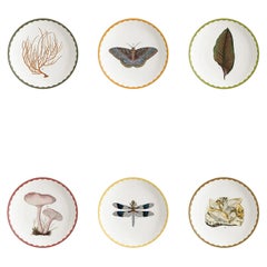 Six assiettes à pain en porcelaine décorées contemporaines de curiosités, Cabinet de curiosités
