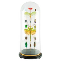Cabinet of Curiosities Entomological Display with Antique Glass Dome