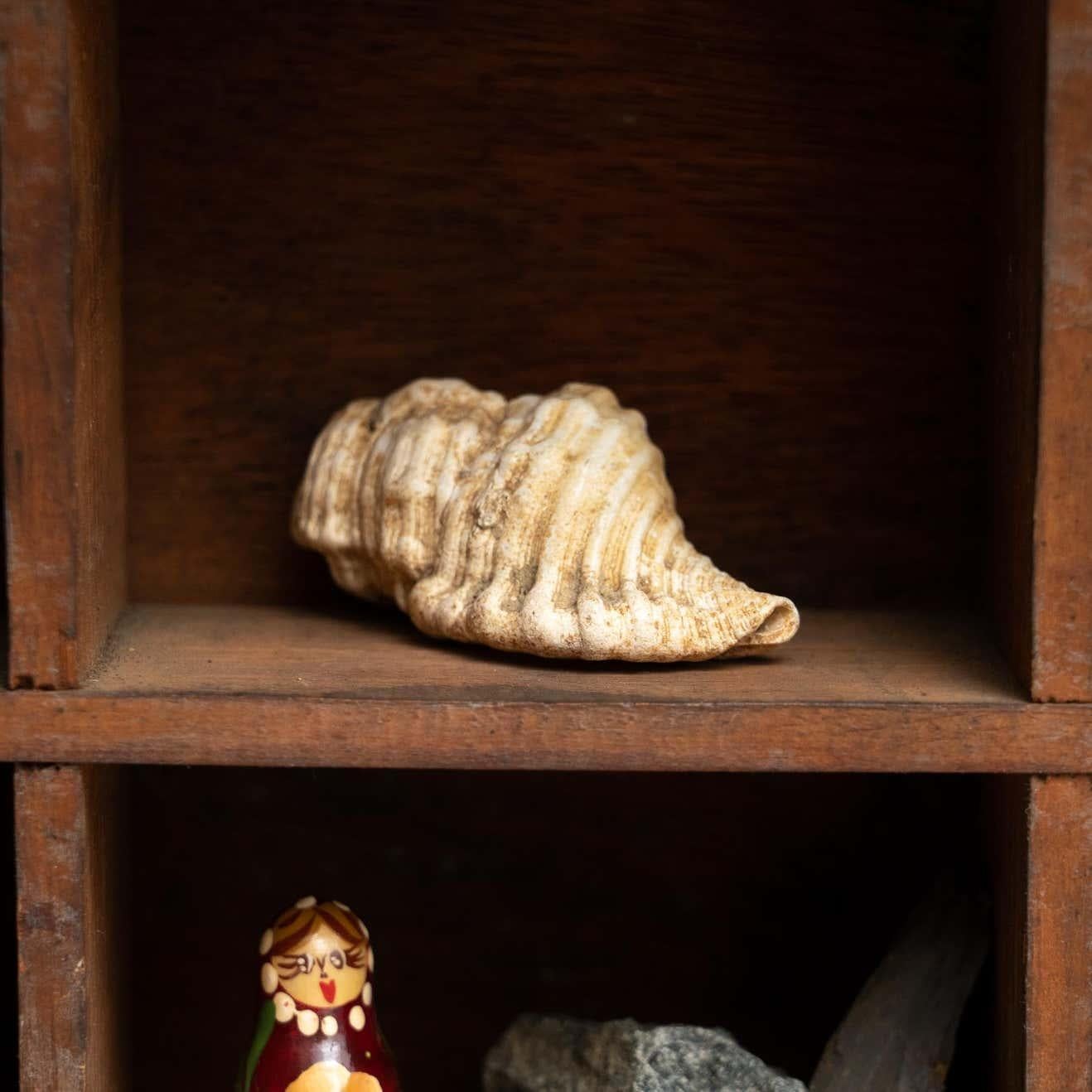 Cabinet of Curiosities Sculptural Artwork on a Wooden Cabinet, Circa 1950 For Sale 10