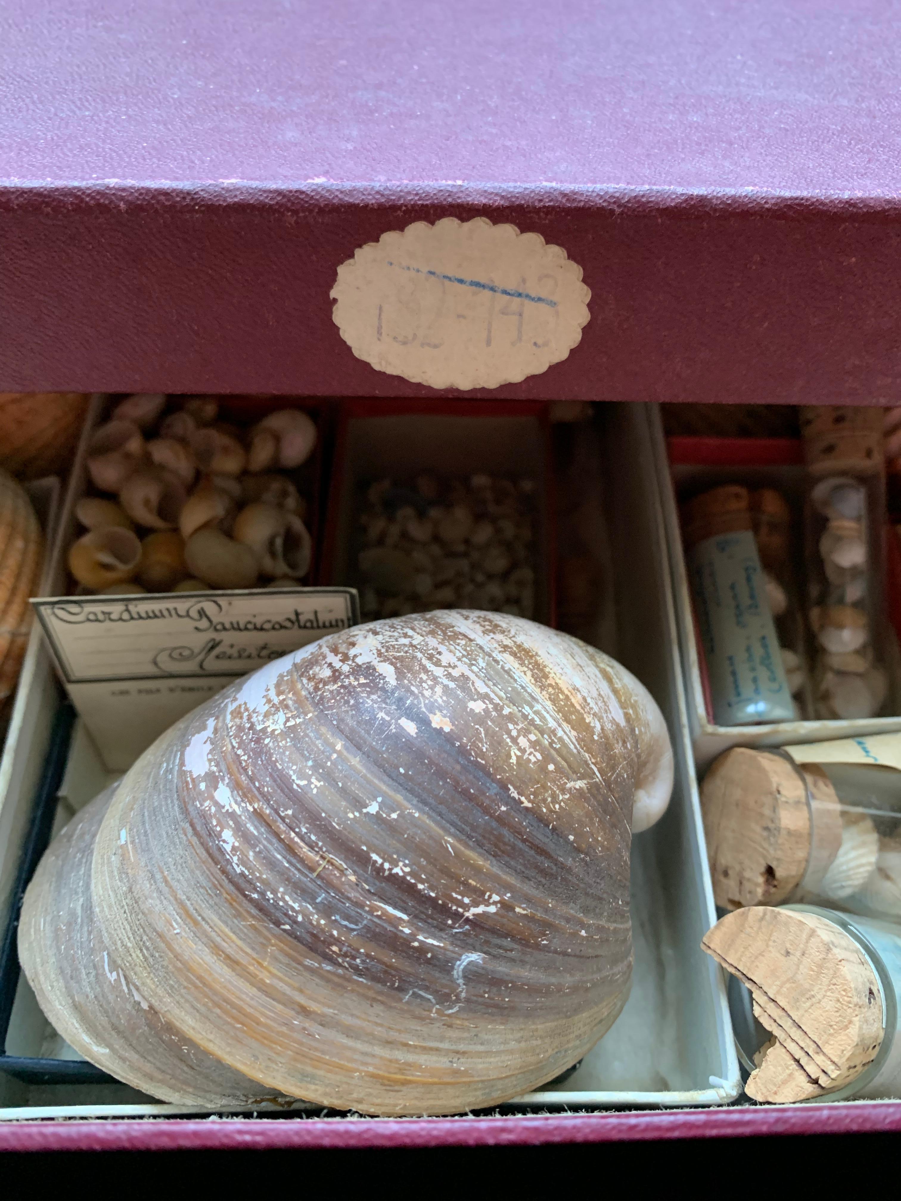 Curiosity Cabinet Naturalism Collection of Shell, Circa 1900 For Sale 5