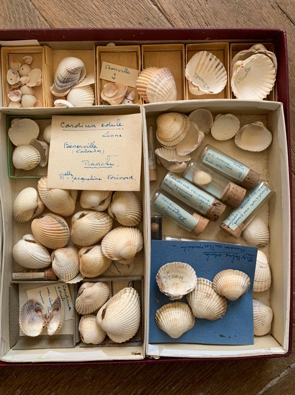 Very interesting set of shells collected by an amateur between the end of the 19th century and the beginning of the 20th century. The shells are classified by size and age either in small cardboard boxes or in glass tubes closed with corks. Labels