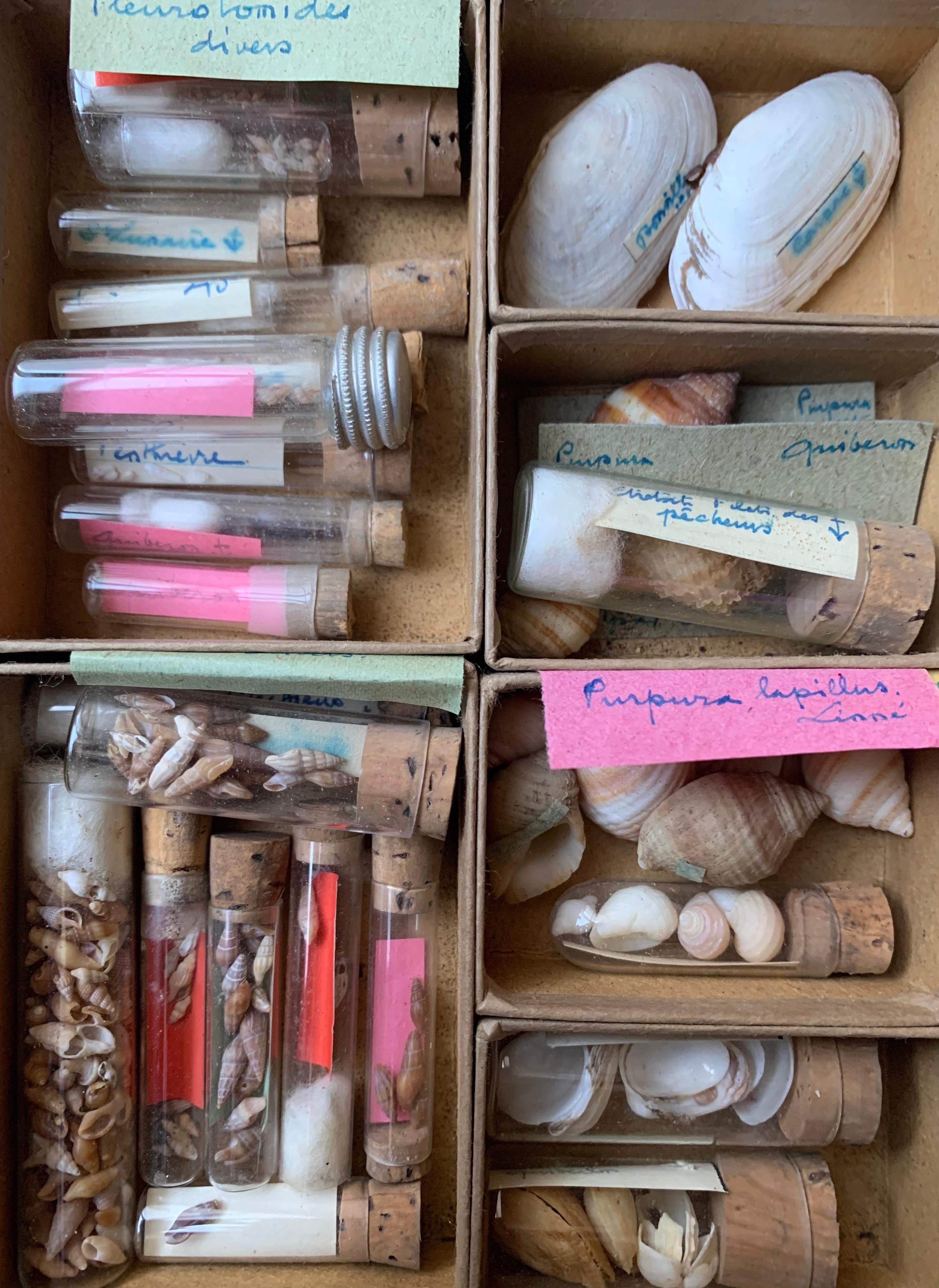 Very interesting set of shells collected by an amateur between the end of the 19th century and the beginning of the 20th century. The shells are classified by size and age either in small cardboard boxes or in glass tubes closed with corks. Labels
