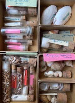 Curiosity Cabinet Naturalism Collection of Shell Circa 1900
