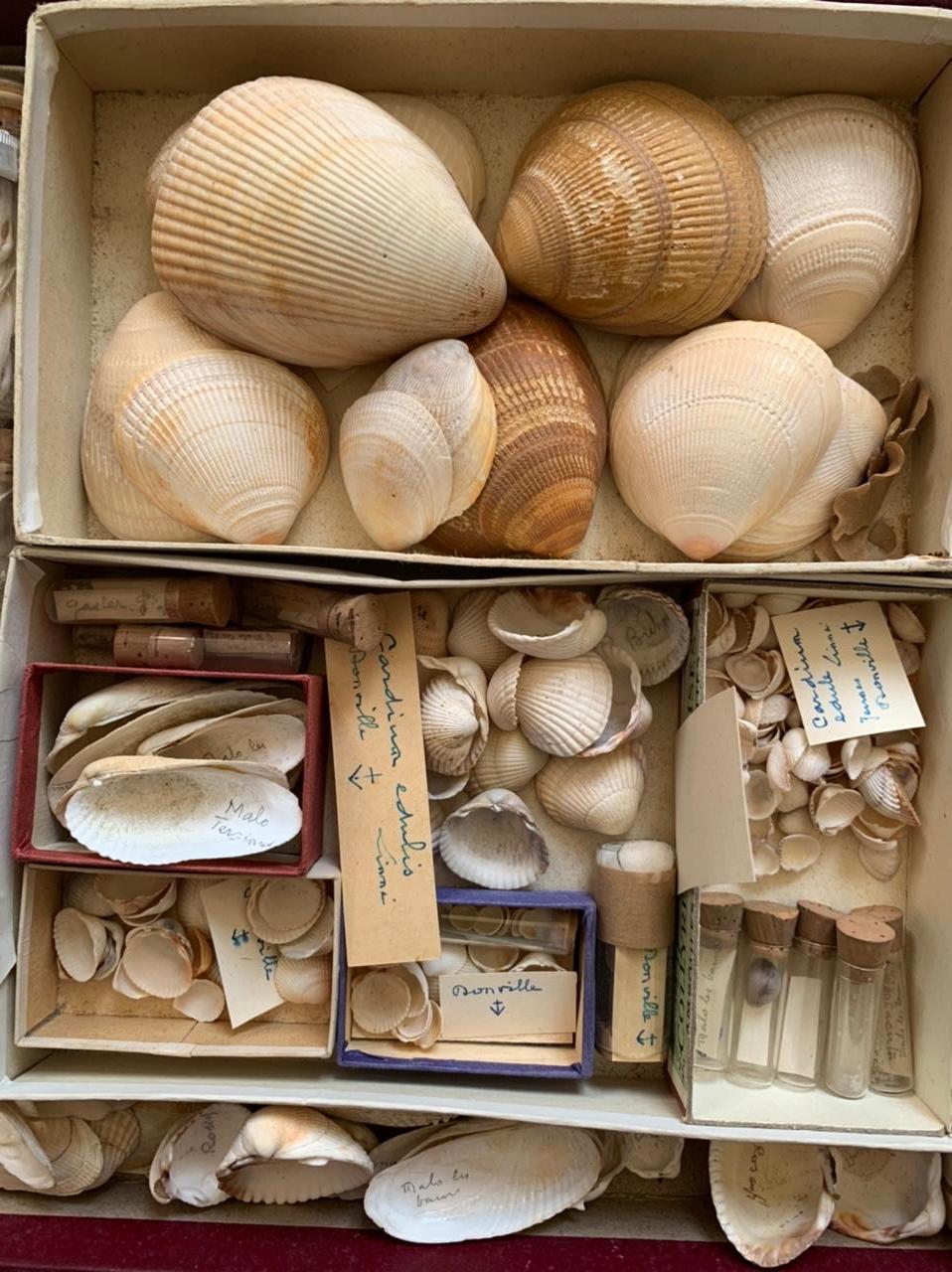 French Curiosity cabinet Collection of Shells Circa 1900 For Sale