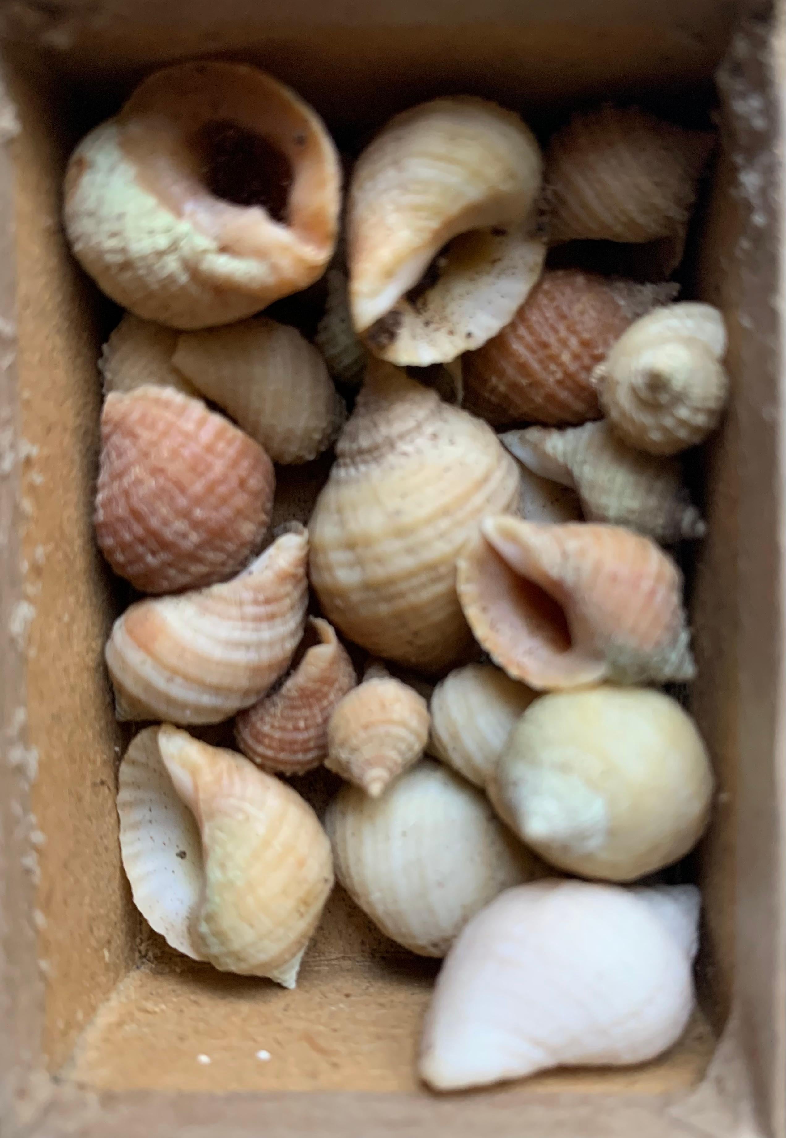 Francese Gabinetto delle curiosità Collezione naturalistica di conchiglie Circa 1900 in vendita