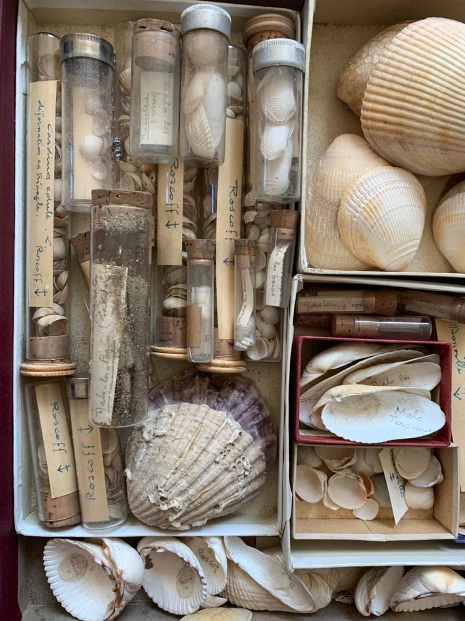 20th Century Curiosity cabinet Collection of Shells Circa 1900 For Sale