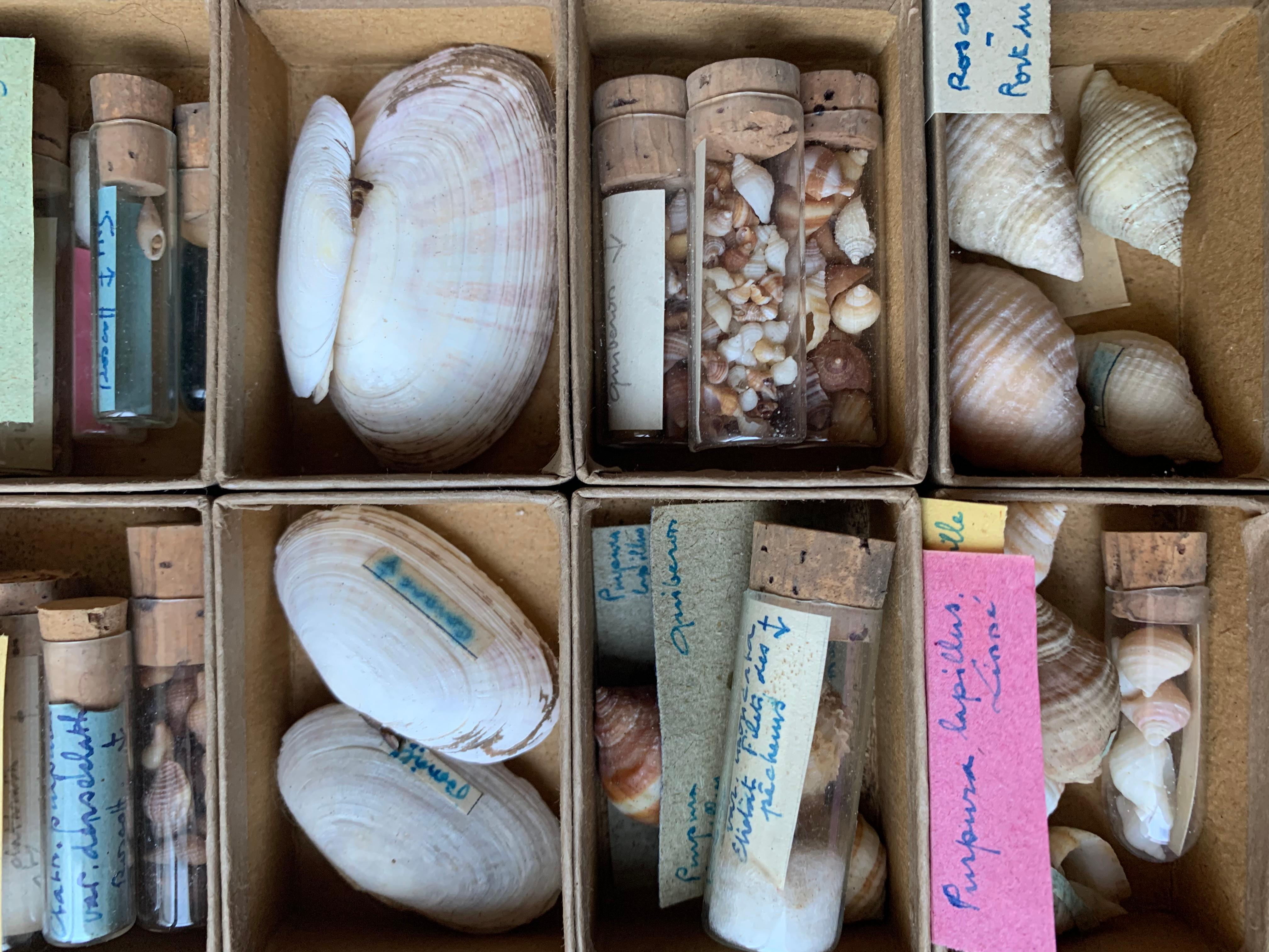 20th Century Curiosity Cabinet Naturalism Collection of Shell Circa 1900 For Sale