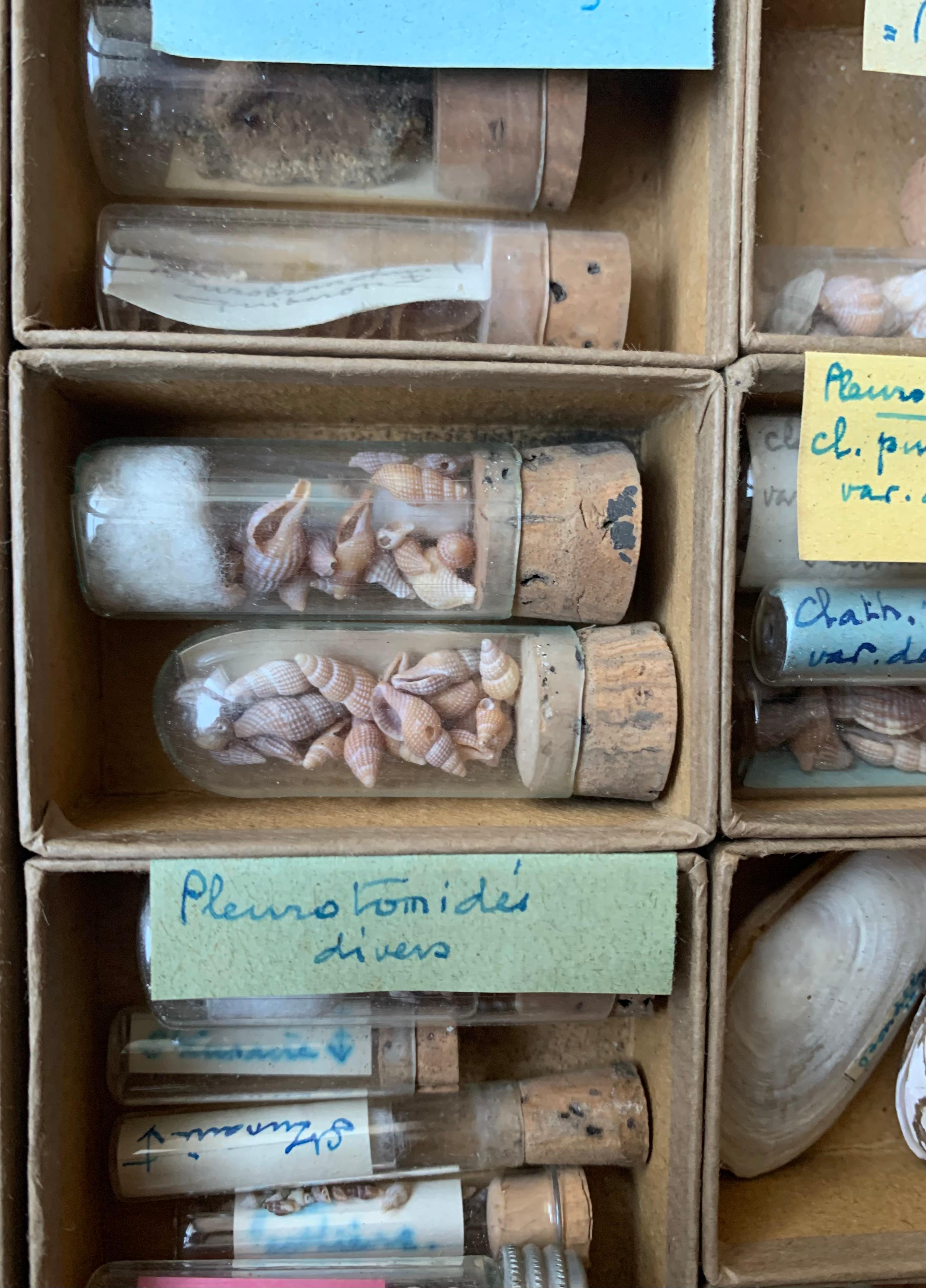 Conchiglia Gabinetto delle curiosità Collezione naturalistica di conchiglie Circa 1900 in vendita