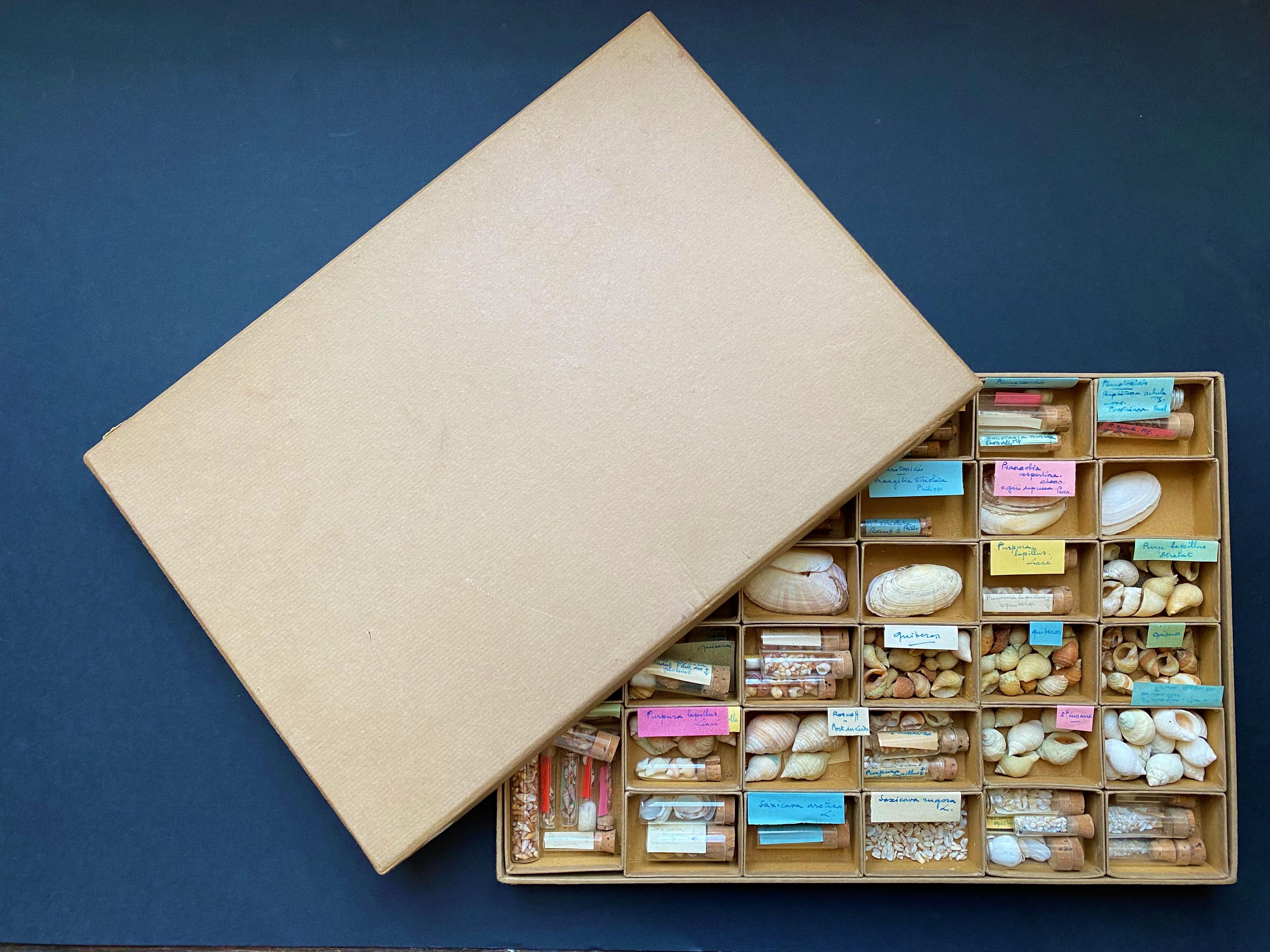 Gabinetto delle curiosità Collezione naturalistica di conchiglie Circa 1900 in vendita 1