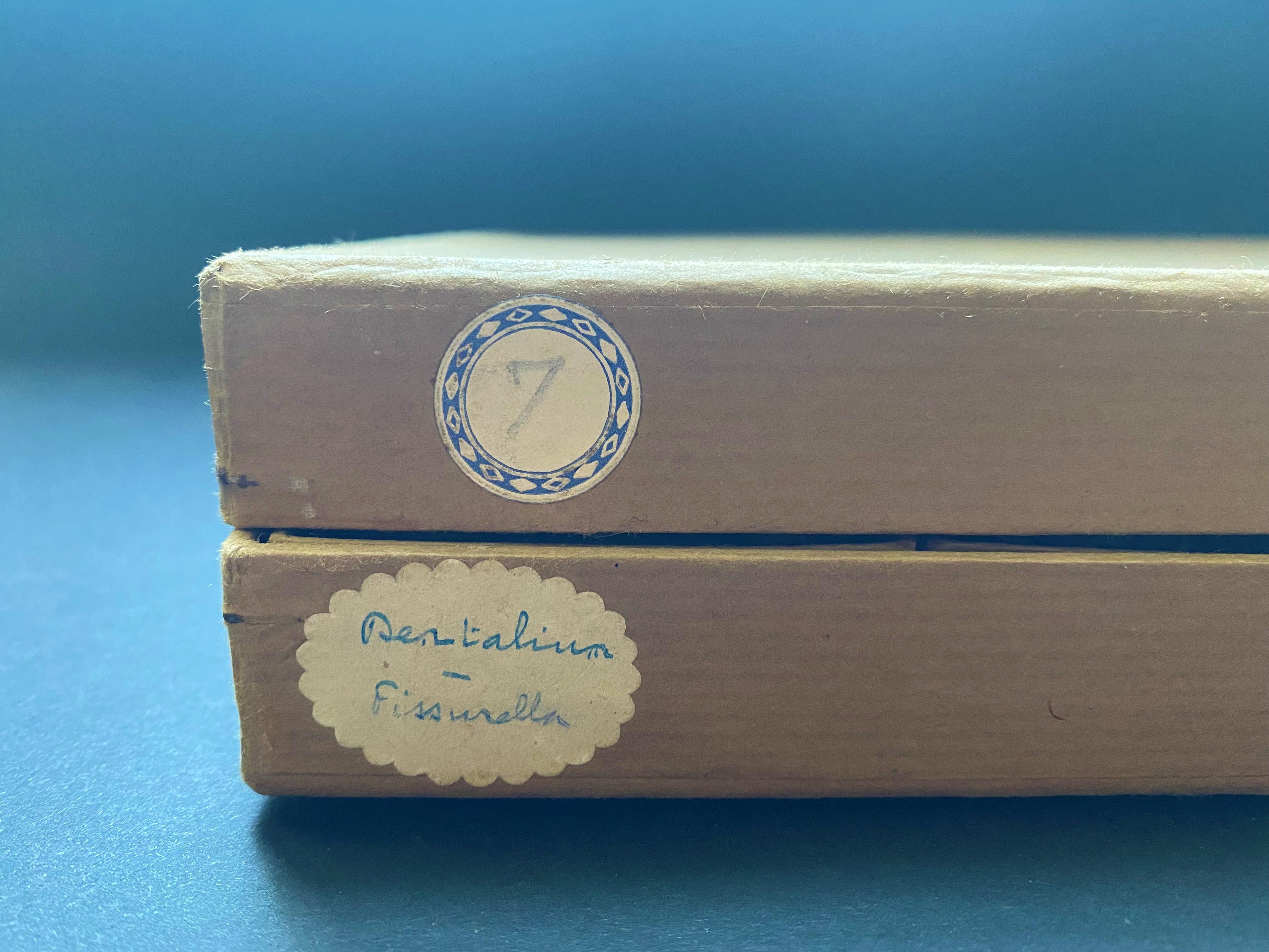 Gabinetto delle curiosità Collezione naturalistica di conchiglie, circa 1900 in vendita 2