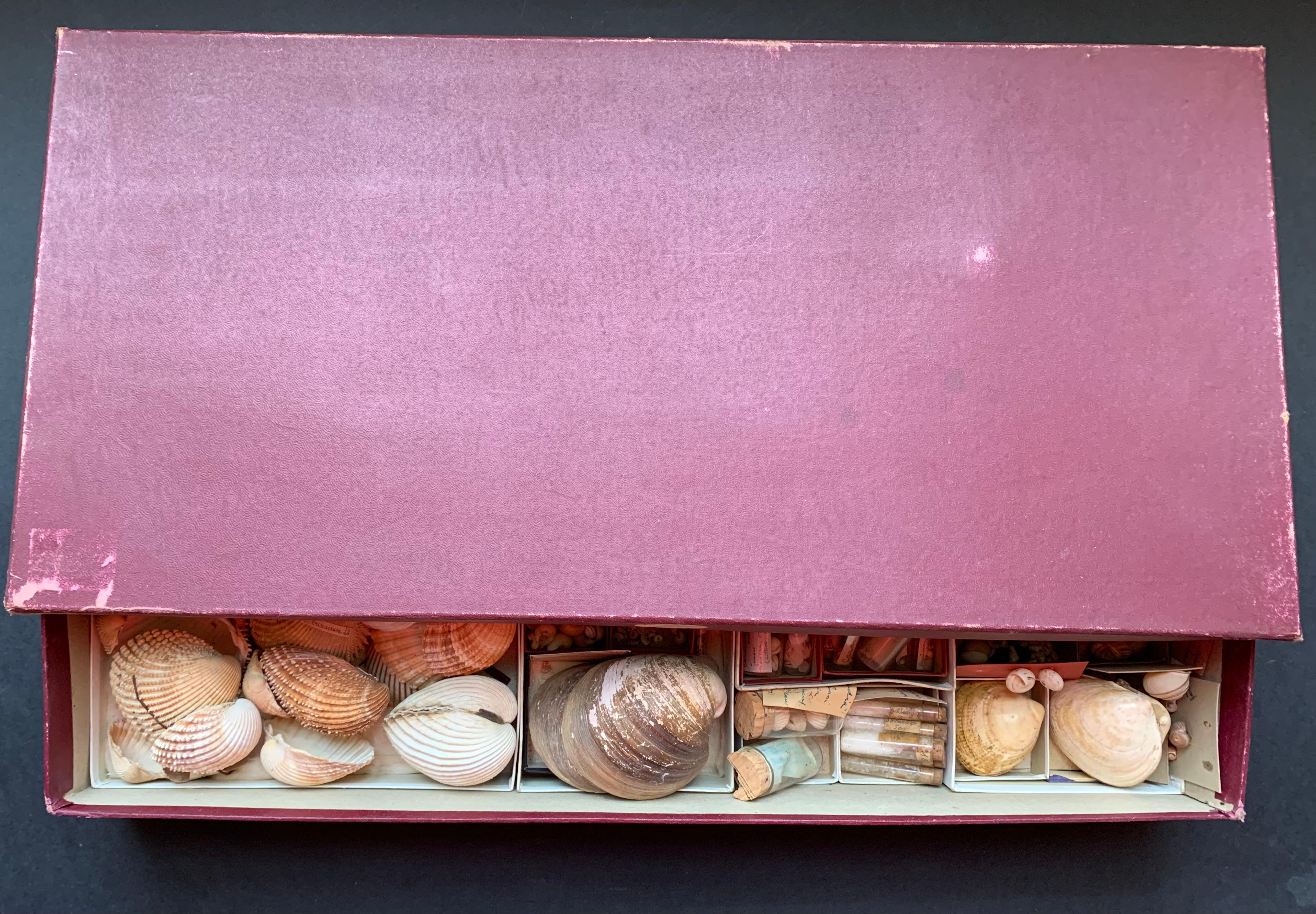 Curiosity Cabinet Naturalism Collection of Shell, Circa 1900 For Sale 3