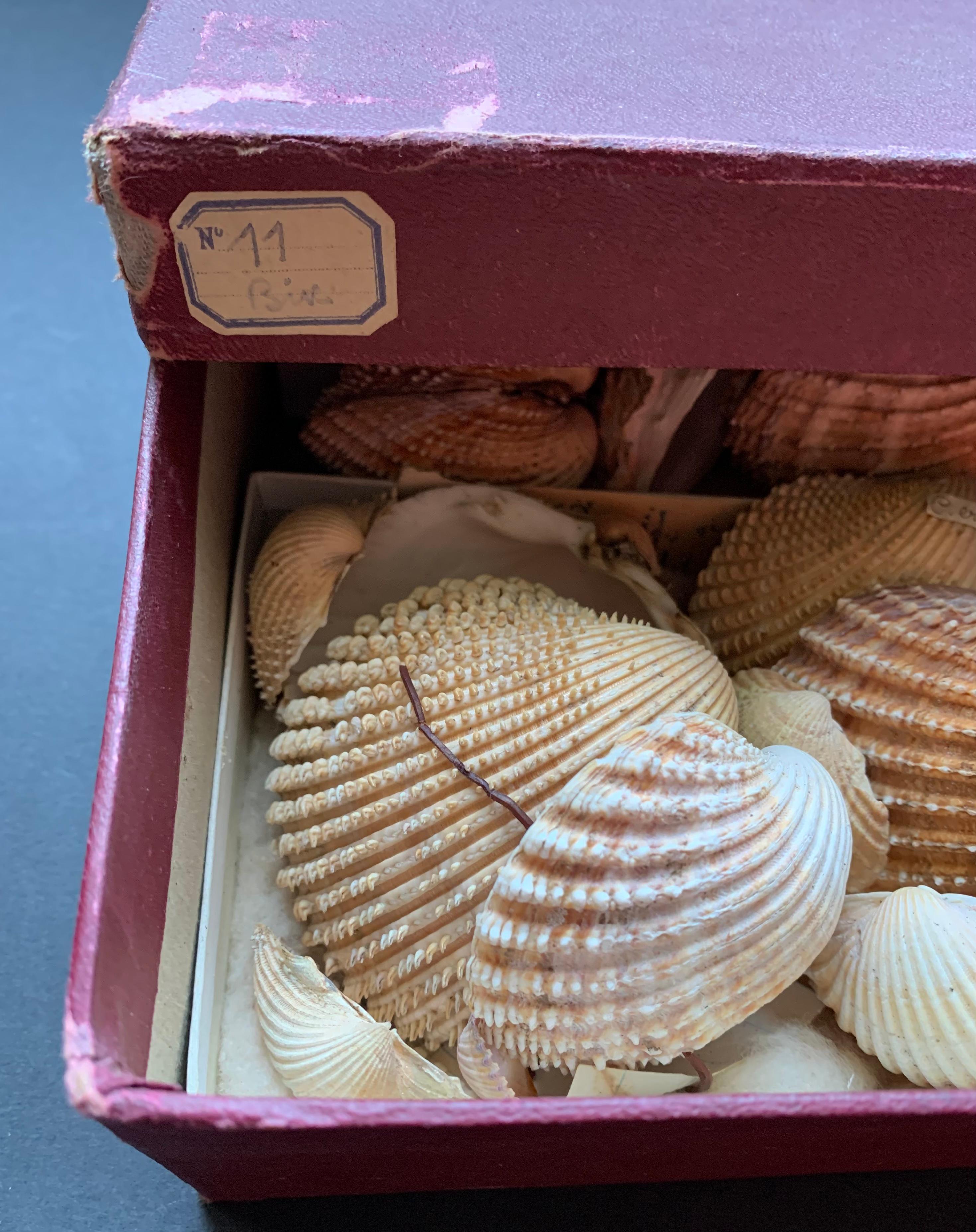 Curiosity Cabinet Naturalism Collection of Shell, Circa 1900 For Sale 4