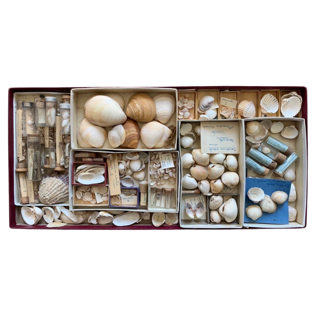 Meuble de rangement de curiosité collection de coquillages vers 1900