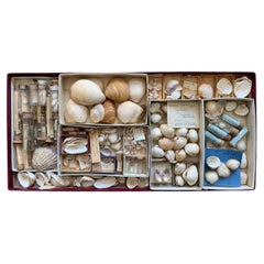Curiosity cabinet Collection of Shells Circa 1900