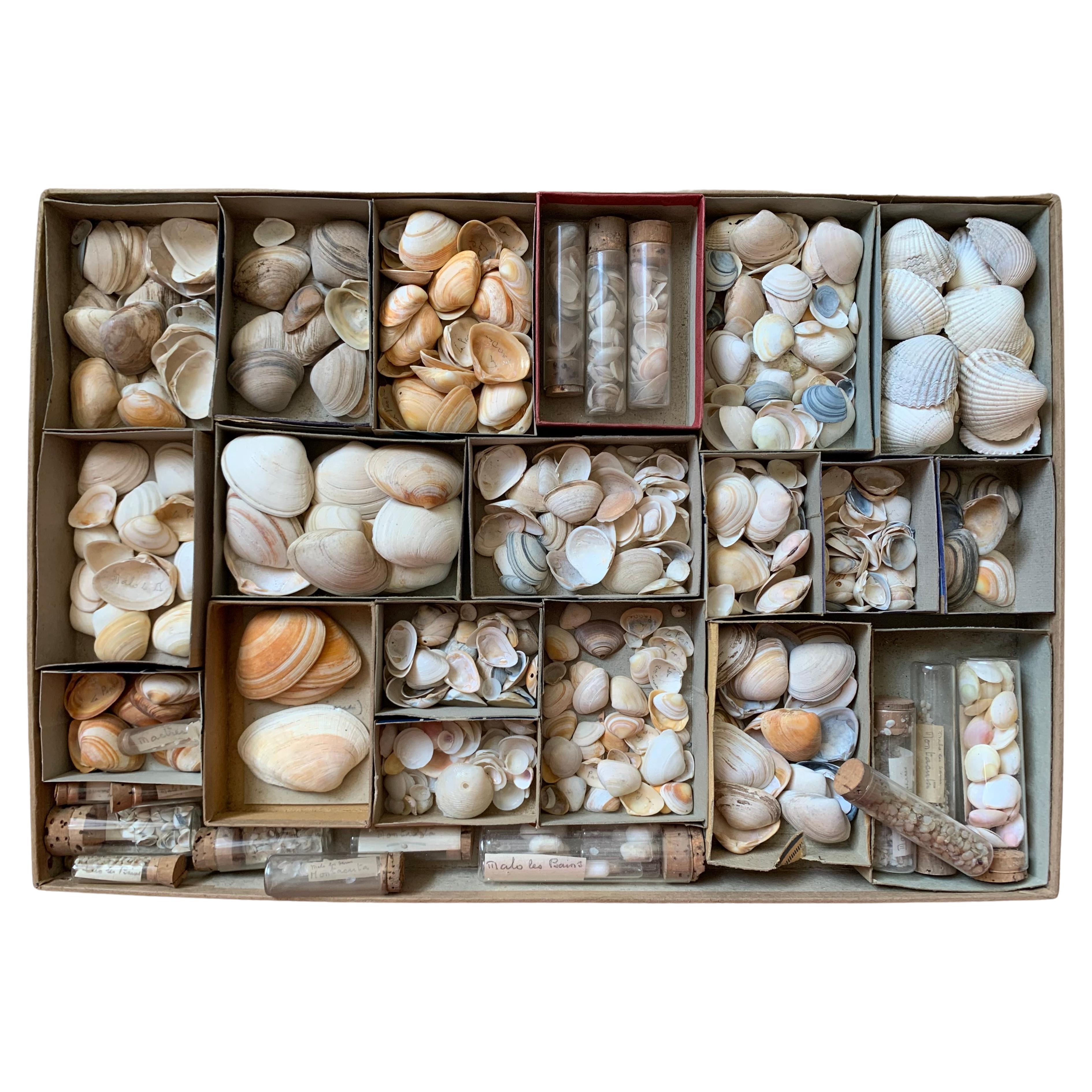 Curiosity Cabinet Naturalism Collection of Shell circa 1900 For Sale