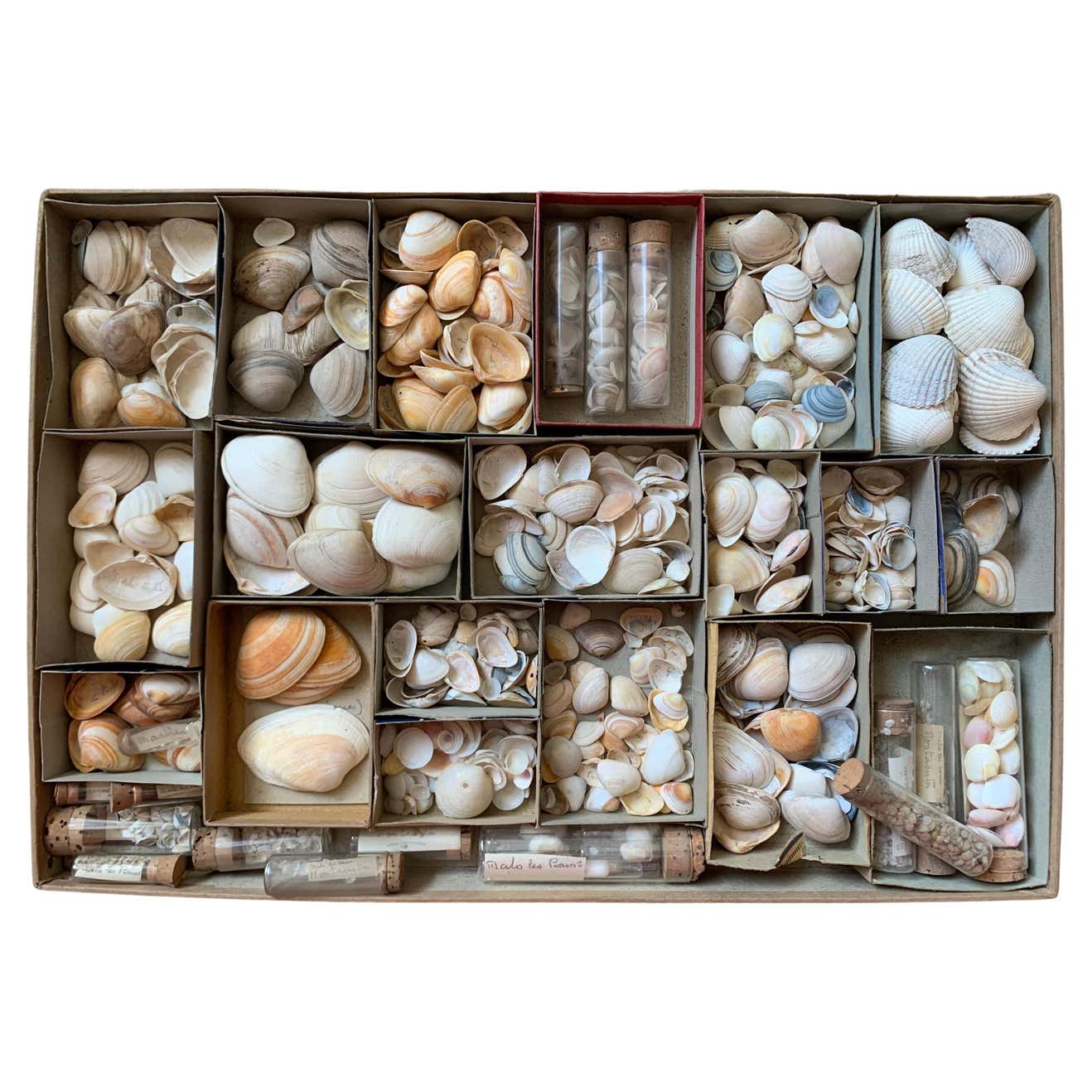 Curiosity Cabinet Naturalism Collection of Shell circa 1900 For Sale at ...