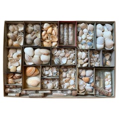 Cabinet de curiosité Collection de coquillages Naturalism circa 1900