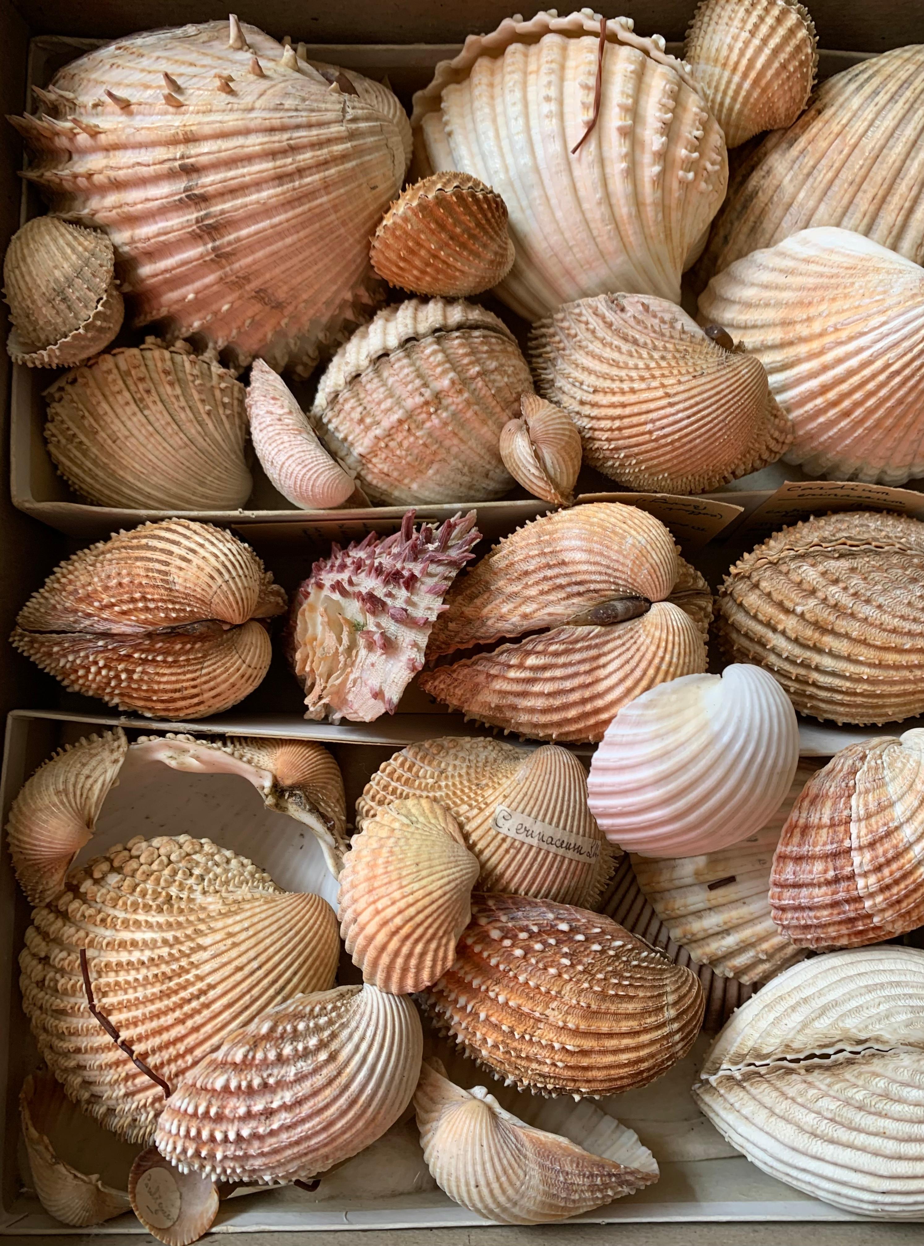 Very interesting set of shells collected by an amateur between the end of the 19th century and the beginning of the 20th century. The shells are classified by size and age either in small cardboard boxes or in glass tubes closed with corks. Labels