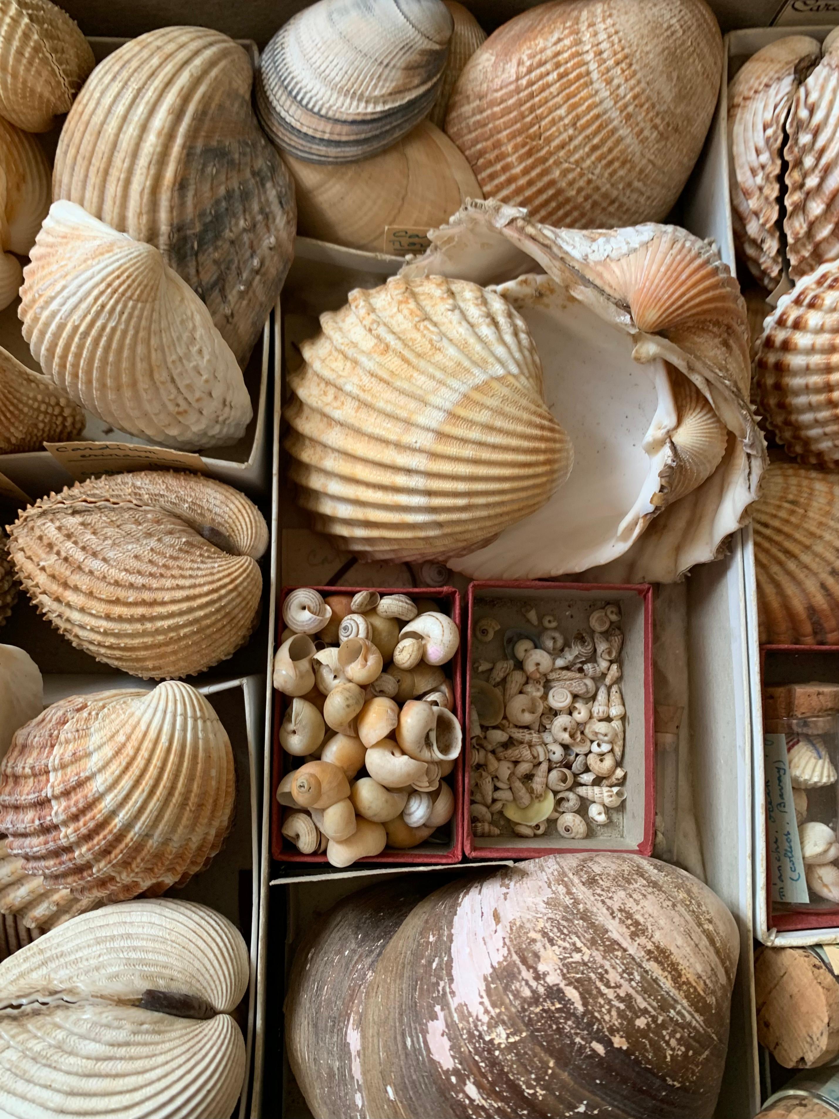 French Curiosity Cabinet Naturalism Collection of Shell, Circa 1900 For Sale